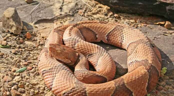 Serpente testa di rame (Agkistrodon contortrix)