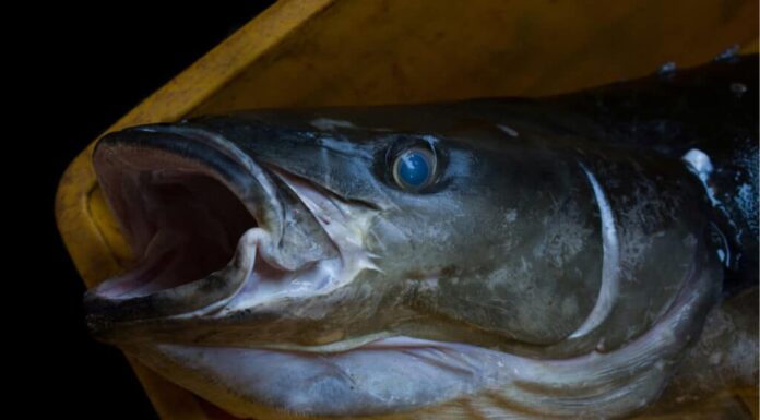 Primo piano del pesce Cobia che apre la bocca.  Il Cobia ha una testa ampia e depressa e una mascella inferiore che sporge oltre la mascella superiore.