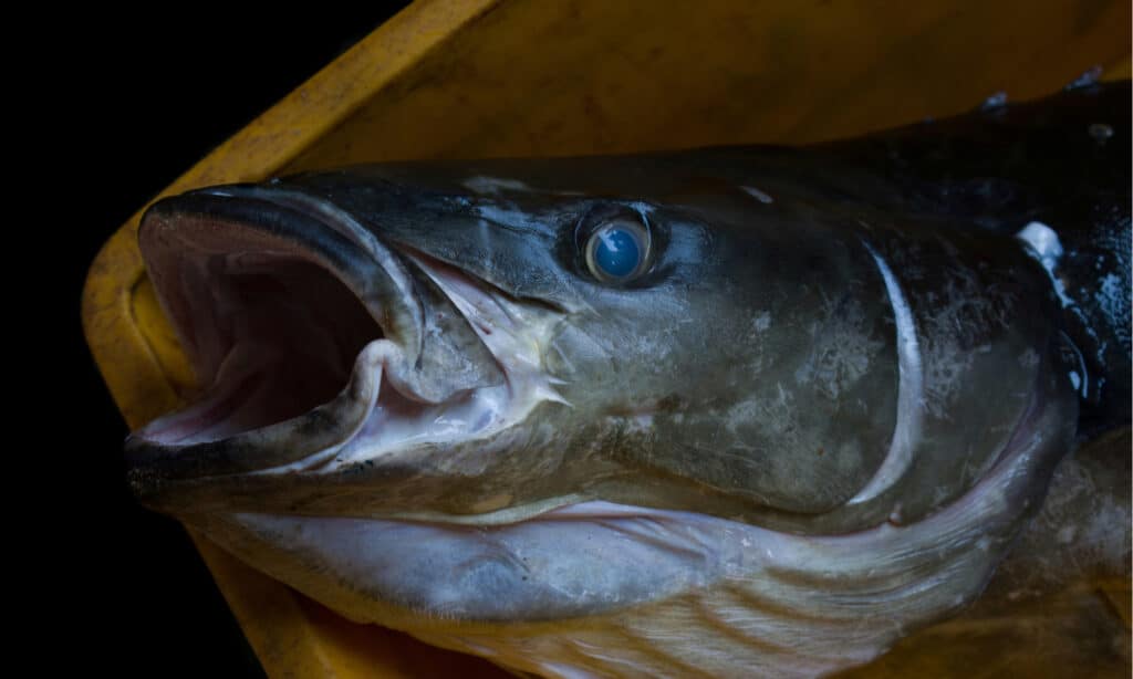 Primo piano del pesce Cobia che apre la bocca.  Il Cobia ha una testa ampia e depressa e una mascella inferiore che sporge oltre la mascella superiore.