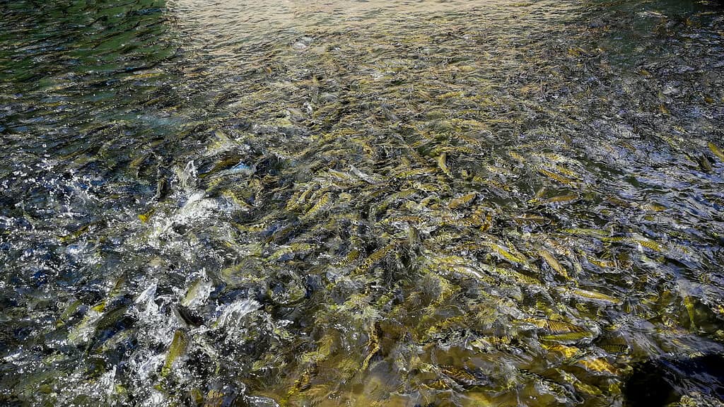 Un'immagine serena del fiume Manistee, uno dei principali luoghi di pesca del salmone nel Michigan.
