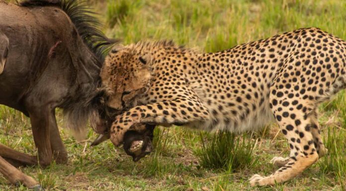Un ghepardo abbatte uno gnu cercando la gola dell'animale