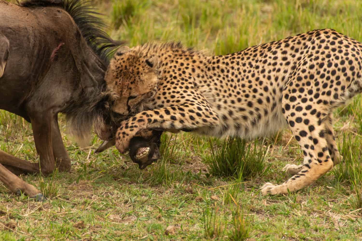 Un ghepardo abbatte uno gnu cercando la gola dell'animale