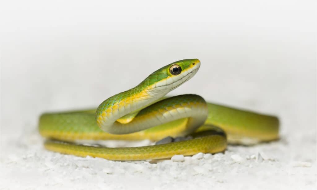 Un serpente verde liscio su sfondo bianco