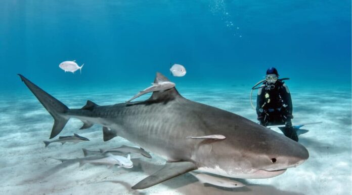 Lady Diver con Tiger Shark