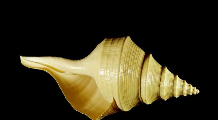 Il massiccio guscio dorato di Syrinx Aruanus o la lumaca tromba australiana su uno sfondo nero.