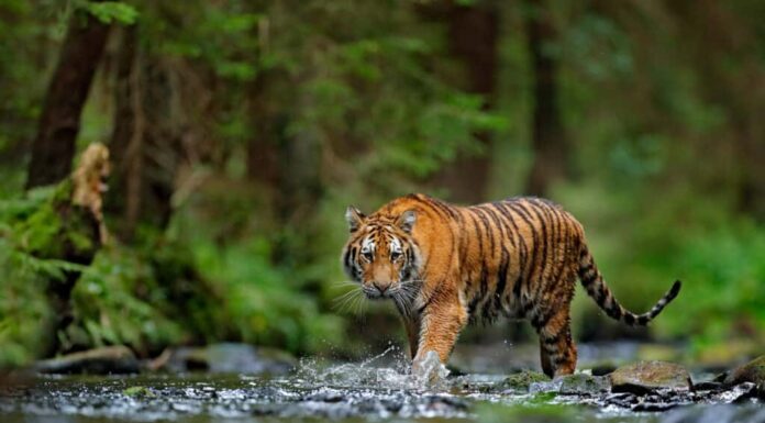 Tigre, Animali allo stato brado, Foresta, Acqua, Testa di animale