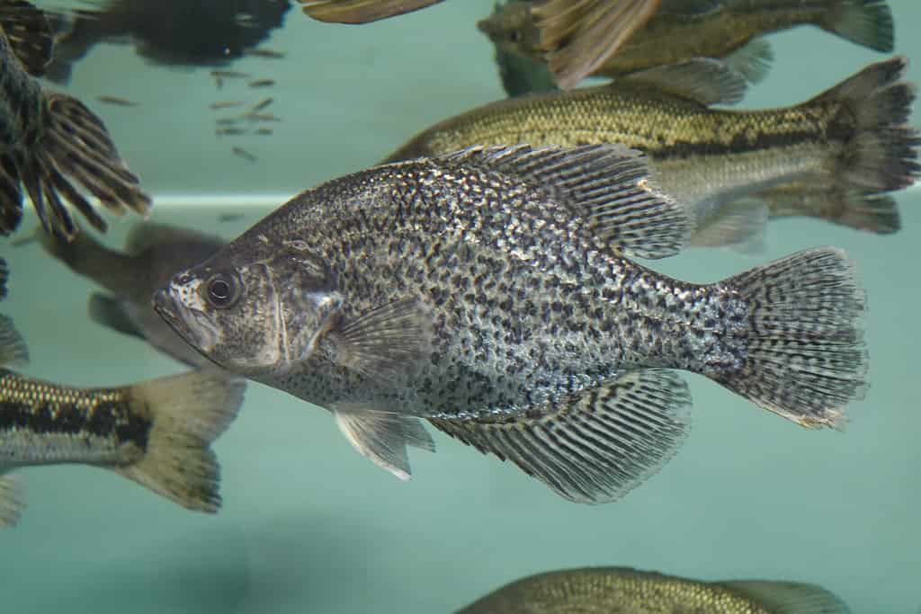 Un crappie che nuota nelle limpide acque del lago Eufaula.