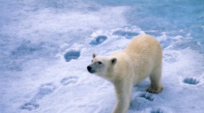 Orso polare che lascia tracce sulla neve fresca.