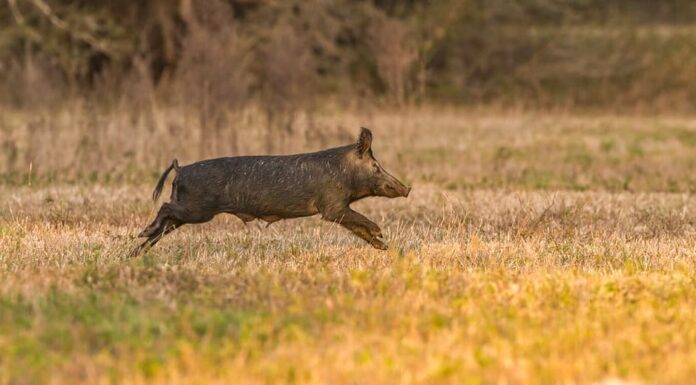 grande maiale selvatico selvatico, maiale o suina (sus scrofa) scrofa che corre in un campo aperto nella Florida centrale, alla luce gialla della sera, sfondo di erba secca, animale fastidioso, distruttivo, madre apparente