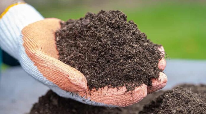 Mano che tiene la materia organica del muschio di torba migliora il suolo per l'agricoltura coltivazione di piante organiche, concetto di ecologia.