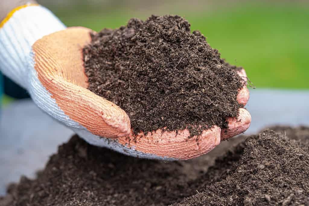 Mano che tiene la materia organica del muschio di torba migliora il suolo per l'agricoltura coltivazione di piante organiche, concetto di ecologia.