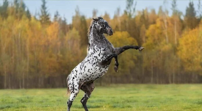 Bellissimo cavallo appaloosa che si eleva nel campo in autunno