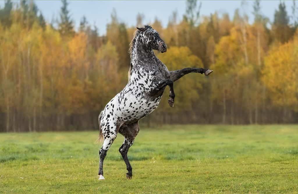 Bellissimo cavallo appaloosa che si impenna nel campo in autunno