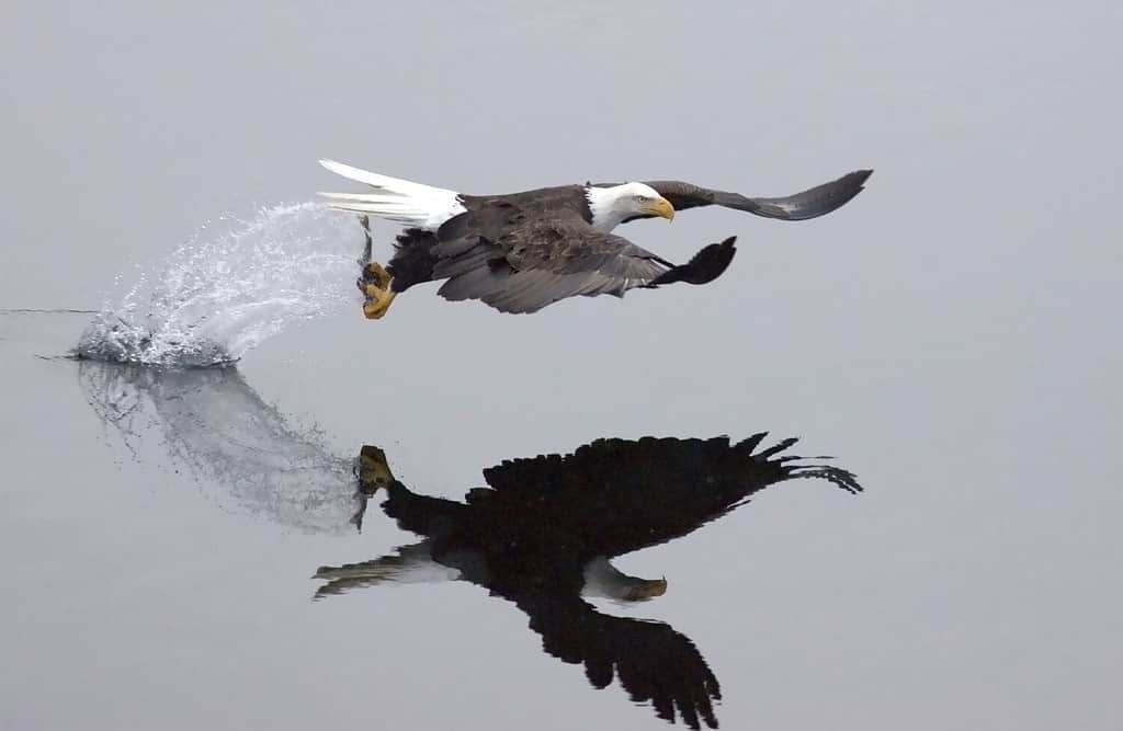 Dopo la picchiata, un'aquila cattura un pesce e decolla lasciando una scia di spruzzi d'acqua.