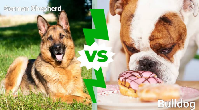 Pastore tedesco vs bulldog: spiegate 7 differenze chiave
