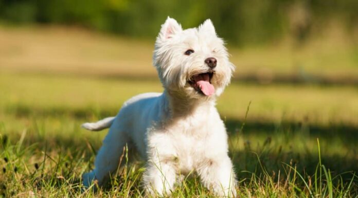 West Highland Terrier