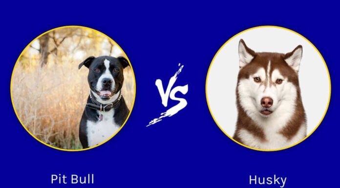  Pitbull vs.  Husky: 4 differenze chiave
