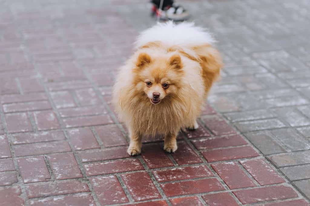 Un bellissimo piccolo cane Pomerania arancione soffice di razza pura cammina con il proprietario al guinzaglio all'aperto nel parco.  Fotografia, animale, ritratto ravvicinato di un animale domestico.