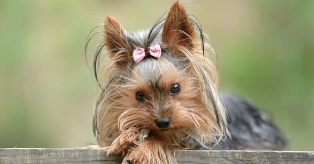 Cane femmina Yorkshire Terrier