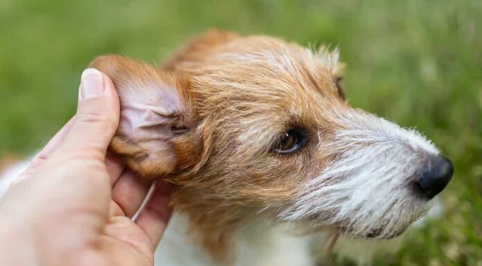 Pulizia delle orecchie del cane: passaggi essenziali per una sana cura dell'orecchio
