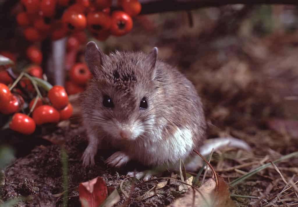 Topo cavalletta settentrionale (Onychomys Leucogaster)