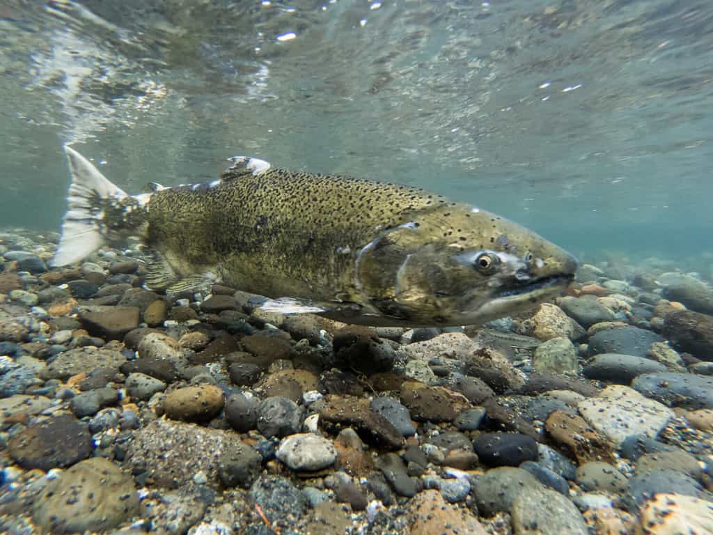 Pesci come il salmone Chinook non possono aggirare le dighe sul fiume Klamath per deporre le uova.