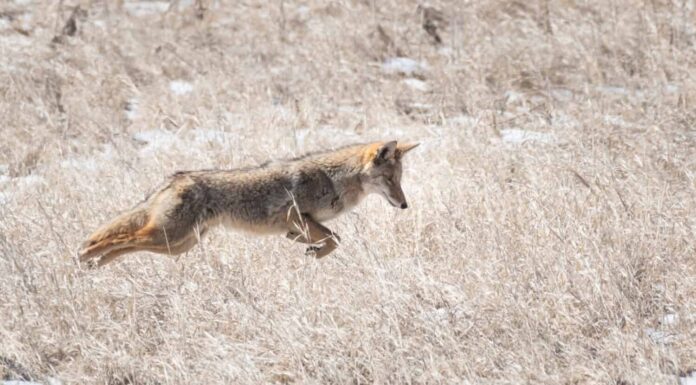 Coyote che salta per il cibo