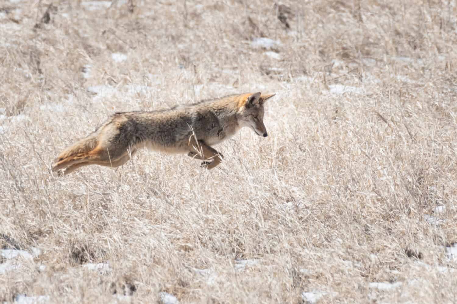 Coyote che salta per il cibo