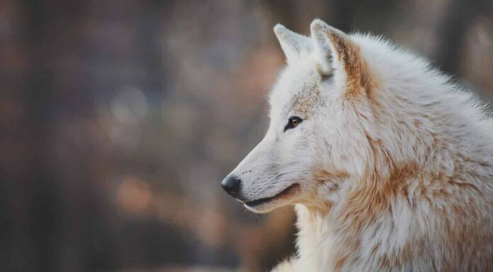 Ritratto di un lupo artico (Canis lupus arctos), noto anche come lupo bianco o lupo polare.