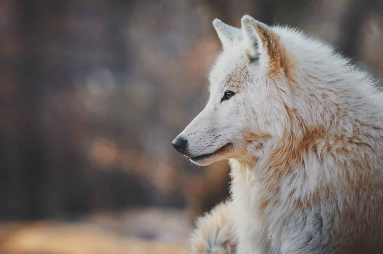 Ritratto di un lupo artico (Canis lupus arctos), noto anche come lupo bianco o lupo polare.