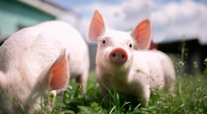 Due cutie e maialino divertente è in piedi sull'erba verde.  Maialino felice sul prato, piccolo maialino nella fattoria in posa sulla macchina fotografica nella fattoria di famiglia.  Giornata normale in fattoria