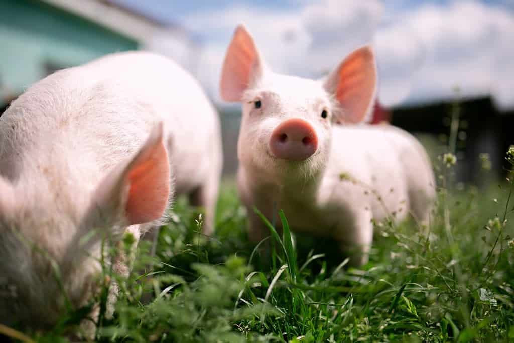 Due giovani maialini carini e divertenti sono in piedi sull'erba verde.  Maialino felice sul prato, piccolo maialino nella fattoria in posa sulla macchina fotografica nella fattoria di famiglia.  Giornata normale in fattoria