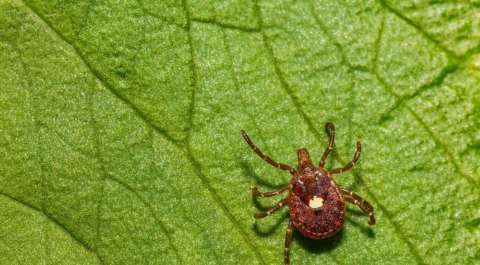 Zecca della stella solitaria - Amblyomma americanum