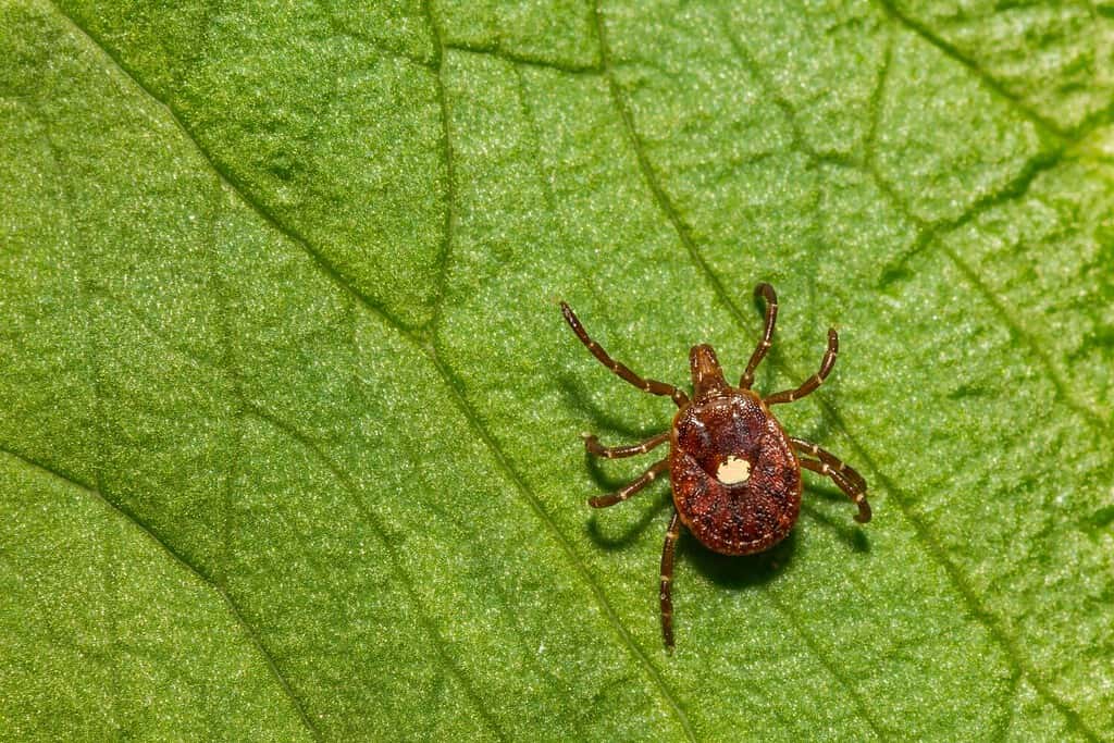 Zecca della stella solitaria - Amblyomma americanum