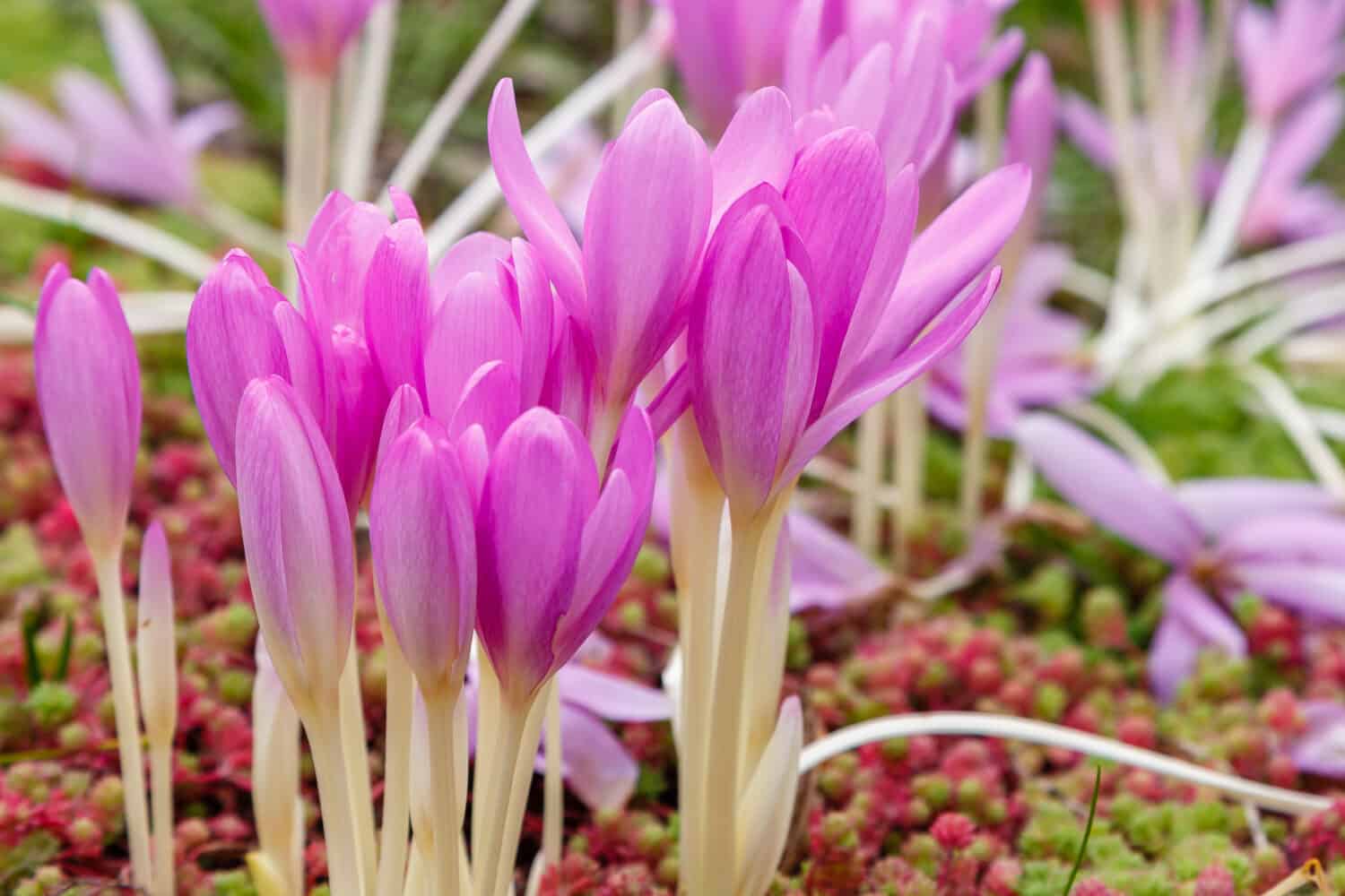 Croco autunnale o autunnale.  Bellissimi fiori viola nel giardino autunnale