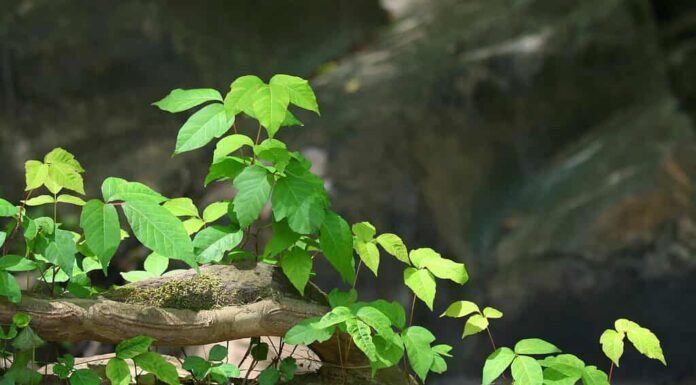 Foglie vibranti della pianta di edera velenosa, nota per causare irritazione cutanea al contatto.
