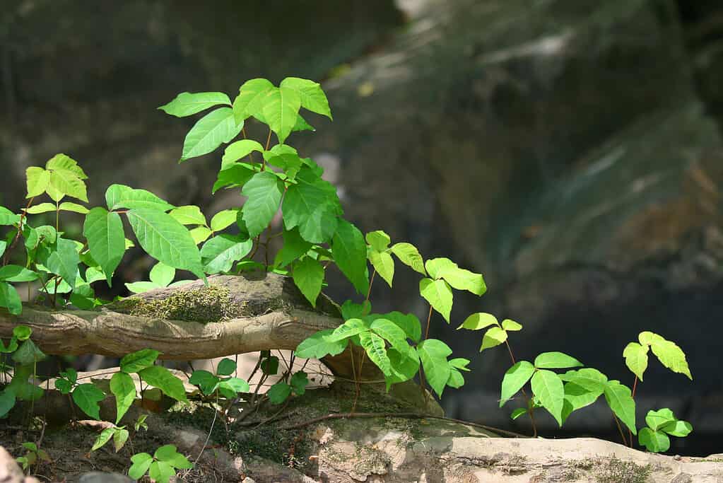 Foglie vibranti della pianta di edera velenosa, nota per causare irritazione cutanea al contatto.