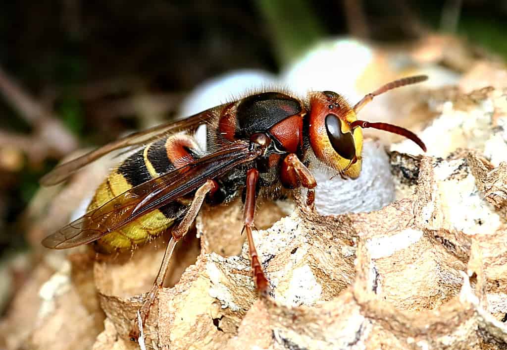 Calabrone europeo (Vespa crabro) impegnato nella costruzione di un vespaio.