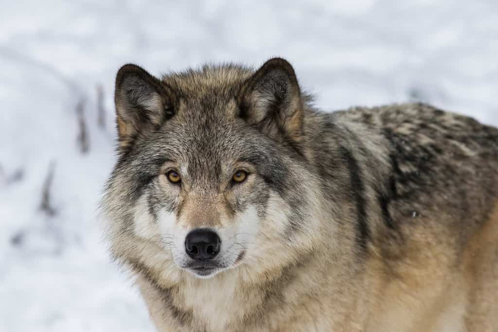 Ritratto di lupo. Lupo nordoccidentale (Canis lupus occidentalis), noto anche come lupo canadese