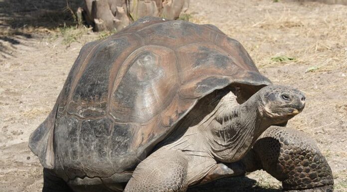 Riderai quando vedrai questa tartaruga di 106 anni farsi coccolare e sgranocchiare un cetriolo
