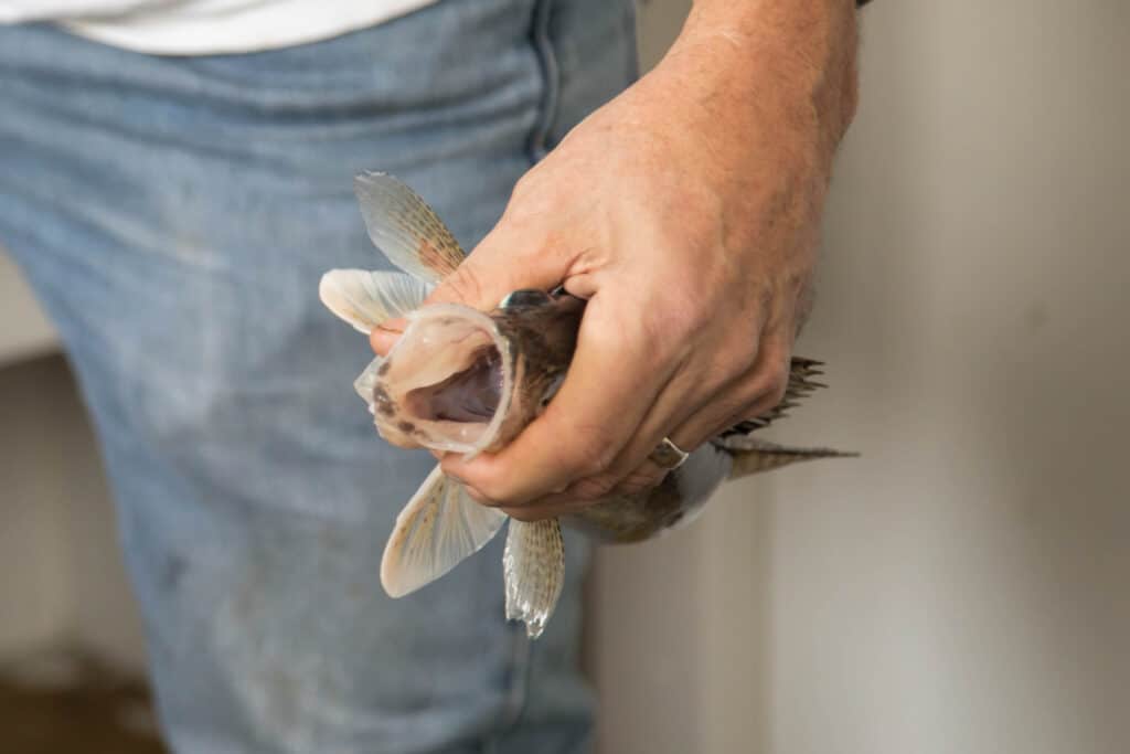 Un uomo in piedi con un sauger in mano. 