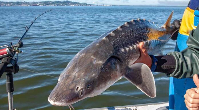 Cattura e rilascio per la pesca dello storione bianco