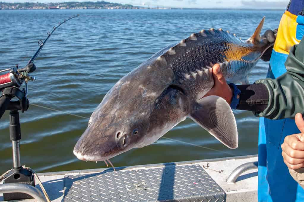 Cattura e rilascio per la pesca dello storione bianco