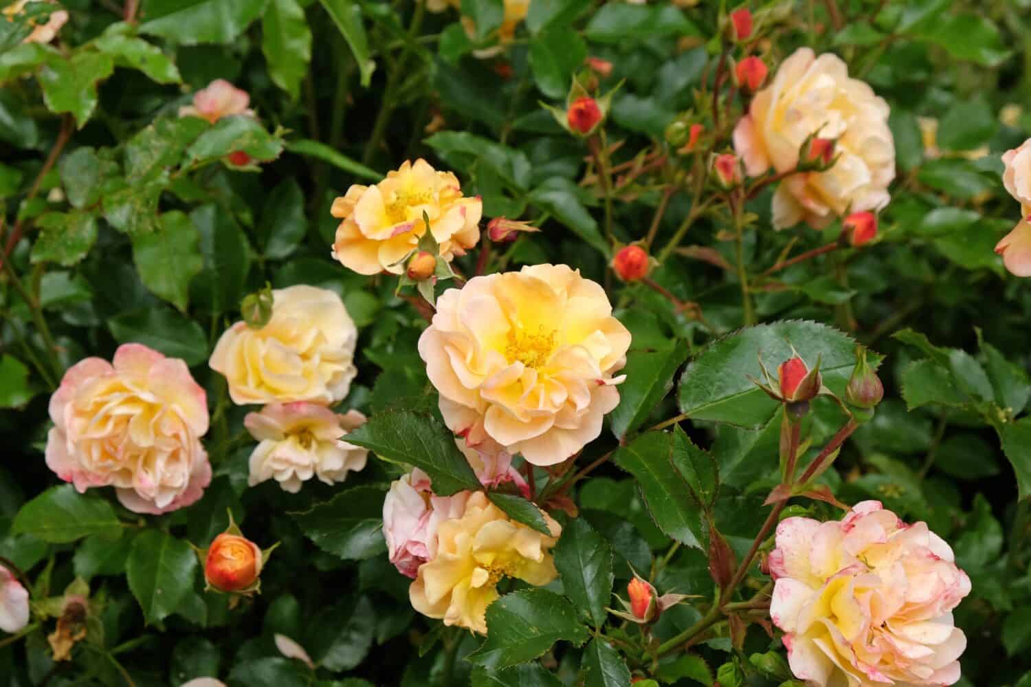 Rose 'Flower Carpet Amber' in fiore