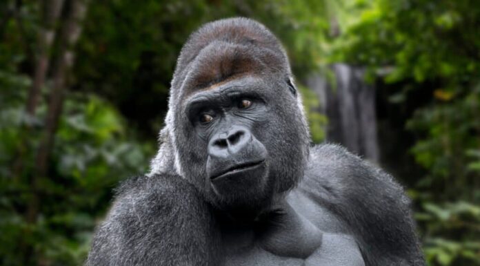 Gorilla di pianura occidentale