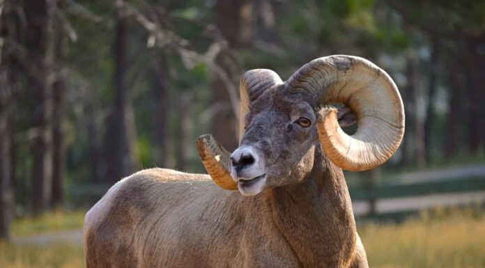 Icone resilienti della natura: celebrare la magnificenza e la sopravvivenza delle pecore bighorn nei paesaggi aspri.