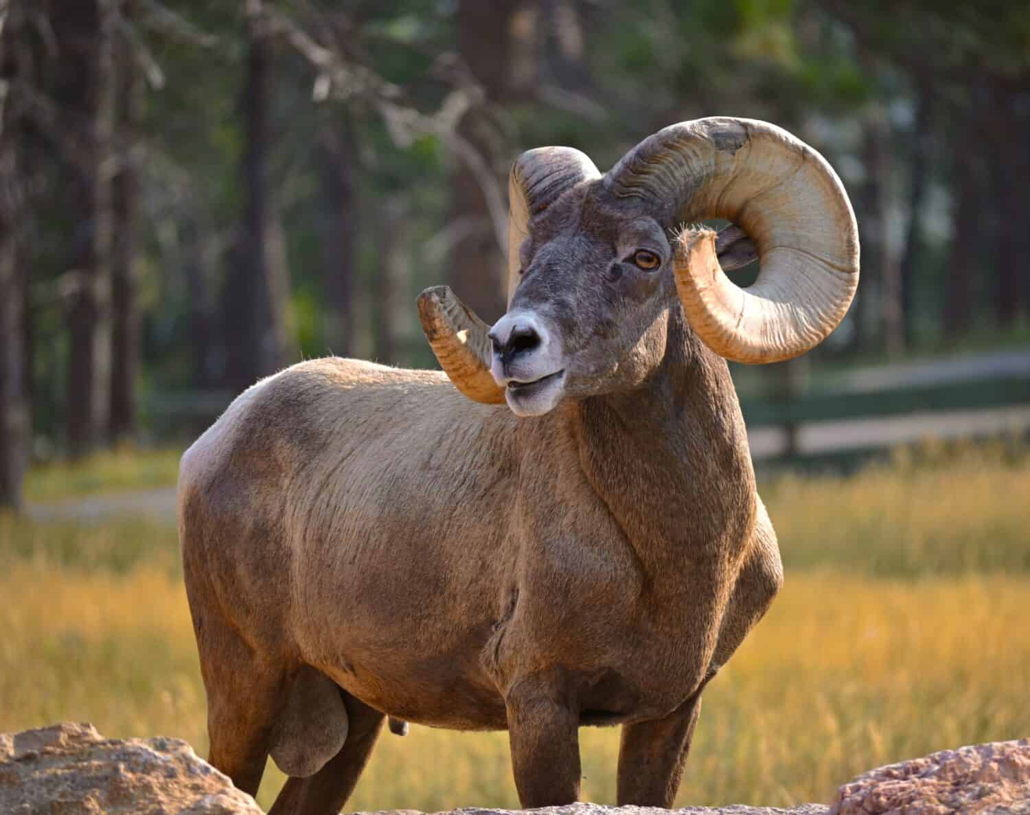 Icone resilienti della natura: celebrare la magnificenza e la sopravvivenza delle pecore bighorn nei paesaggi aspri.