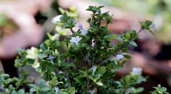 Albero di ligustro cinese (Ligustrum sinense).