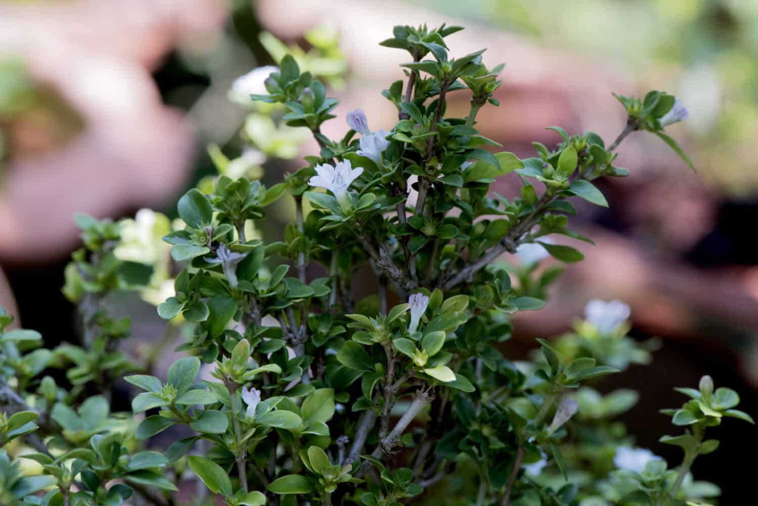 Albero di ligustro cinese (Ligustrum sinense).