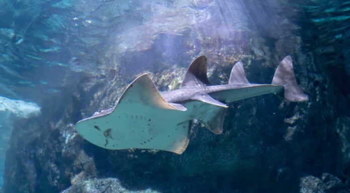 Pesce chitarra bowmouth (Rhina ancylostoma) che nuota intorno all'acquario